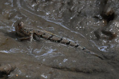 Boleophthalmus boddarti