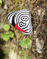 Diaethria clymena