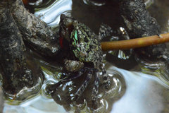 Parasesarma