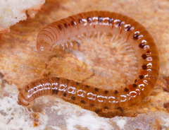 Proteroiulus fuscus