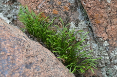 Asplenium septentrionale