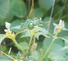 Chrysolina