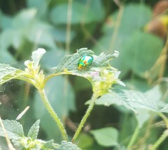 Chrysolina