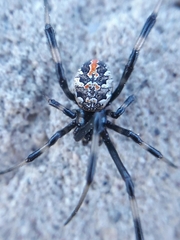 Latrodectus mirabilis