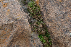 Asplenium septentrionale