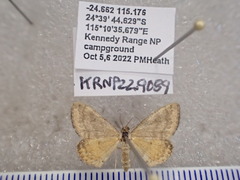 Scopula hypocallista