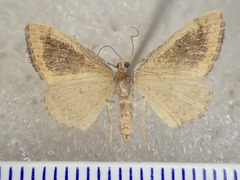 Scopula hypocallista