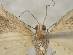 Scopula hypocallista