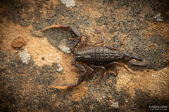 Hottentotta gentili