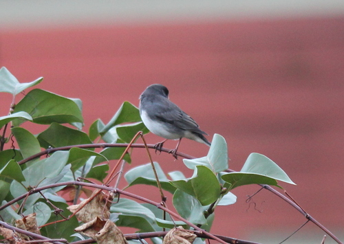 Dark-eyed Junco photographed in New Hampshire