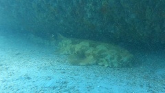 Orectolobus maculatus