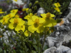 Helianthemum oelandicum