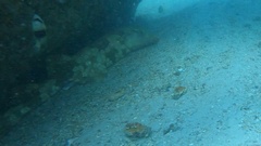 Orectolobus maculatus