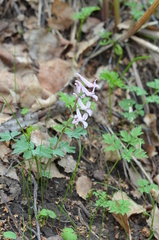 Corydalis glaucescens