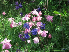 Aquilegia vulgaris