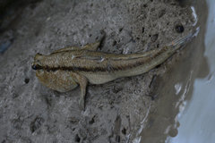 Periophthalmodon schlosseri