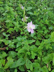 Asystasia gangetica image