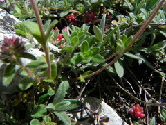 Helianthemum oelandicum