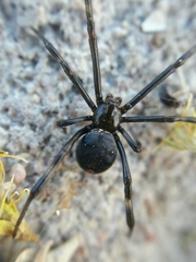 Latrodectus mirabilis