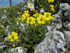 Helianthemum oelandicum