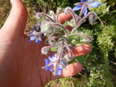 Borago