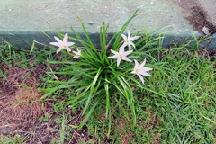 Zephyranthes carinata