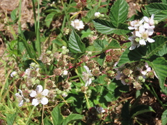 Rubus affinis