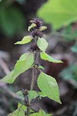 Galeopsis