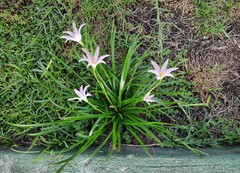 Zephyranthes carinata