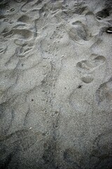 Caretta caretta
