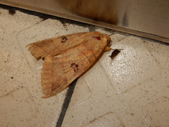 Thyas coronata