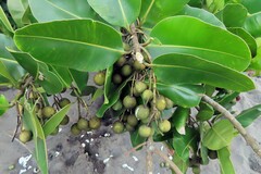 Calophyllum inophyllum