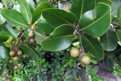 Calophyllum inophyllum