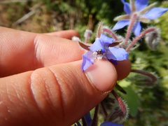Borago