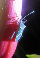 Leptoscelis tricolor