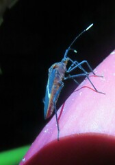 Leptoscelis tricolor