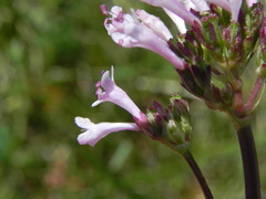 Valeriana tuberosa