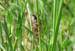 Cicadetta montana