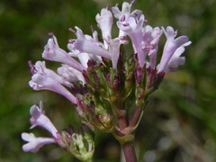 Valeriana tuberosa