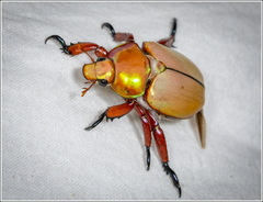 Anoplognathus montanus