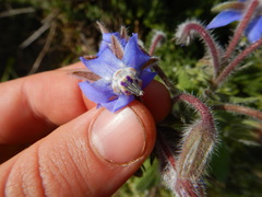 Borago