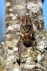Cicada