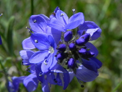 Veronica orsiniana