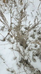 Artemisia austriaca