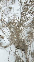 Artemisia austriaca