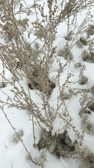 Artemisia austriaca