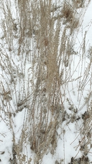 Artemisia austriaca