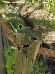 Halysidota ruscheweyhi