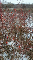 Rosa majalis