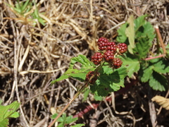 Rubus affinis